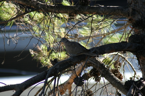 Eurasian Collared-Dove