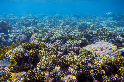 Dischistodus melanotus