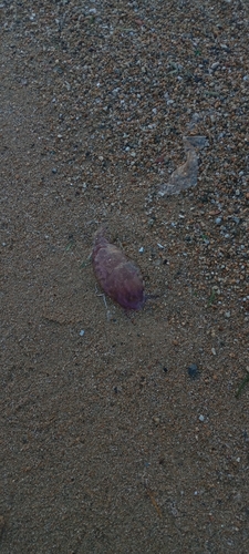 Mauve Stinger