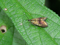 Saptha divitiosa