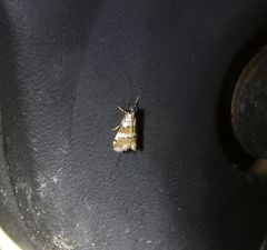 Eurhythma cataxia