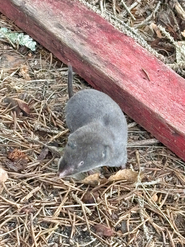 Northern Short-tailed Shrew