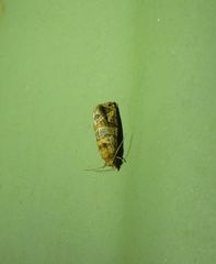 Lobesia transtrifera