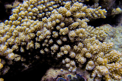 Acropora florida