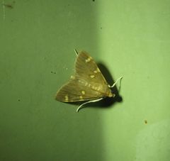 Rehimena leptophaes