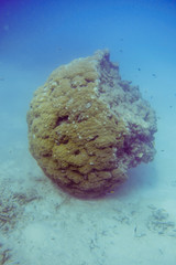 Porites lobata