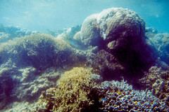 Plectorhinchus lineatus