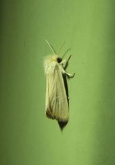 Heliocheilus pallida