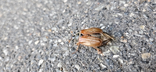Common Cockchafer
