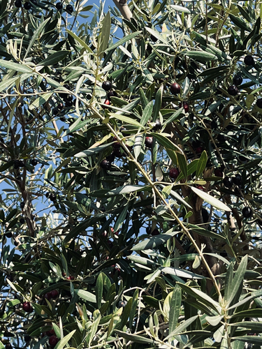 Olive