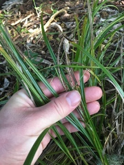 Carex uncinata