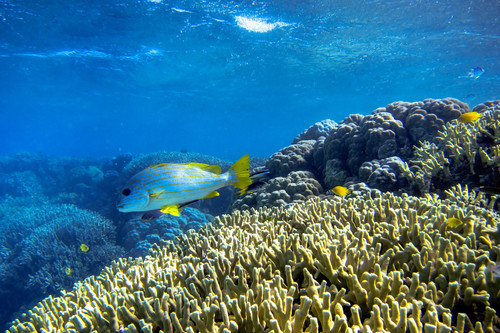 Plectorhinchus chrysotaenia