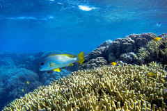 Plectorhinchus chrysotaenia