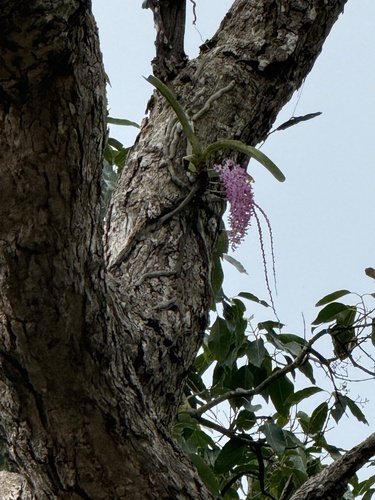 Rhynchostylis retusa, photograph 5