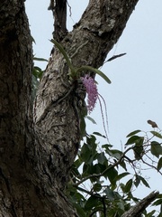 Rhynchostylis retusa, photograph (c) Swarochi Tathagath, some rights reserved (CC BY)