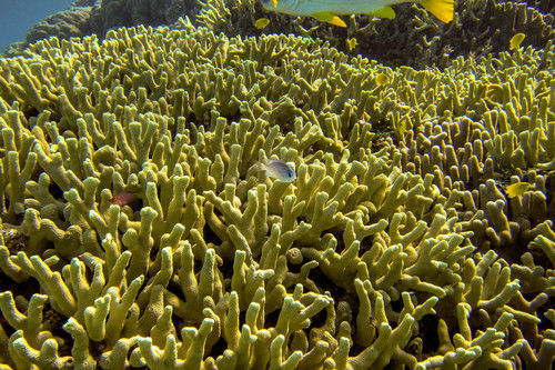 Pseudocheilinus hexataenia