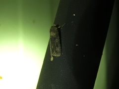 Agrotis interjectionis