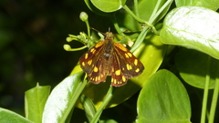 Metisella metis paris