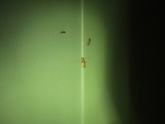 Hieromantis ephodophora