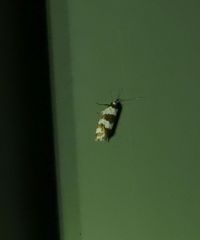 Prepocosma schalidota