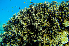 Montipora hispida