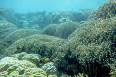 Porites cylindrica
