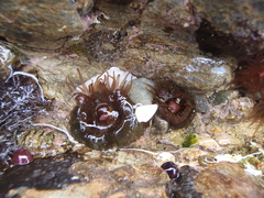 Isactinia olivacea