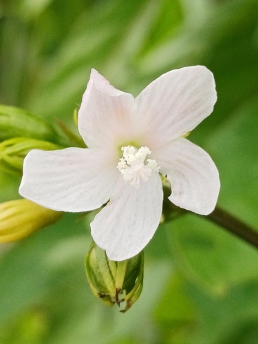 Anamu
