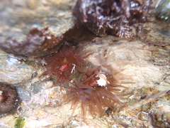 Isactinia olivacea