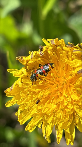 Red-blue Checkered Beetle