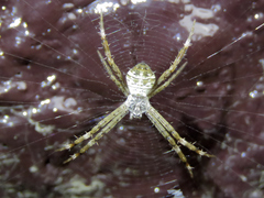 Argiope aetheroides