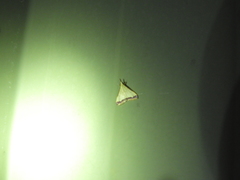 Autocharis hedyphaes