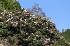 Rhododendron makinoi