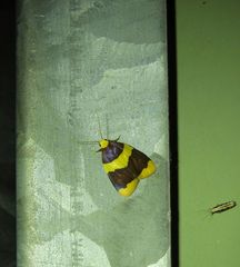 Heterallactis phlogozona