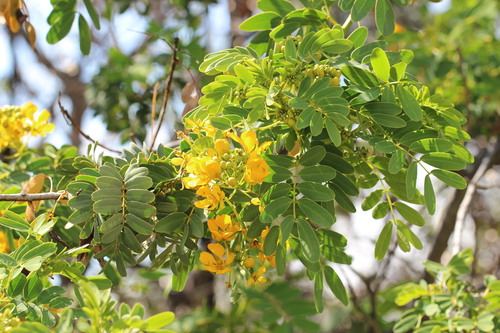 Senna candolleana, photograph 1
