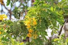 Senna candolleana, photograph (c) Cesar Ormazabal, some rights reserved (CC BY)