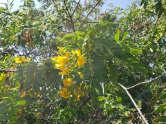 Senna candolleana