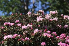 Rhododendron makinoi