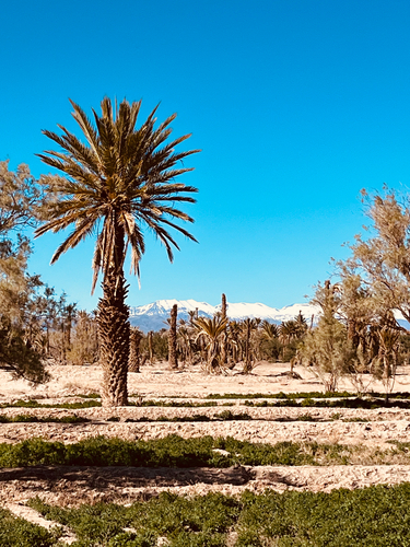 Date Palm