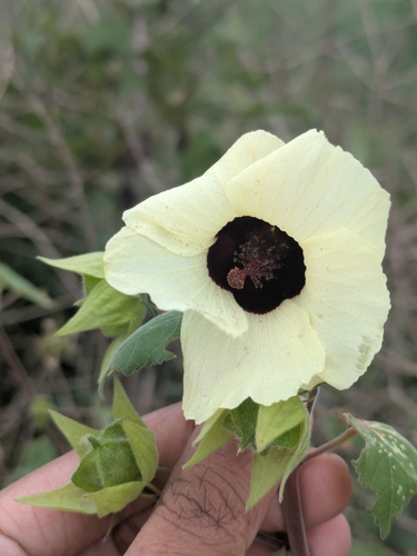 Hibiscus vitifolius, photograph 1
