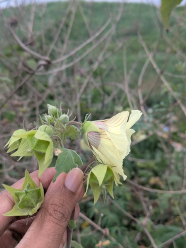 Hibiscus vitifolius, photograph 3