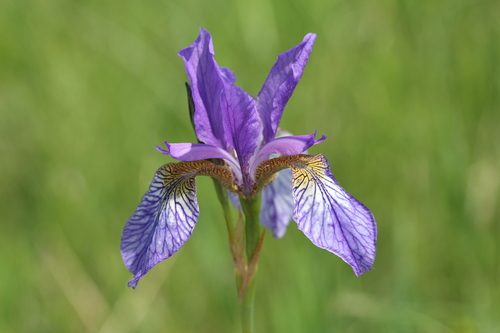 Iris sibirica