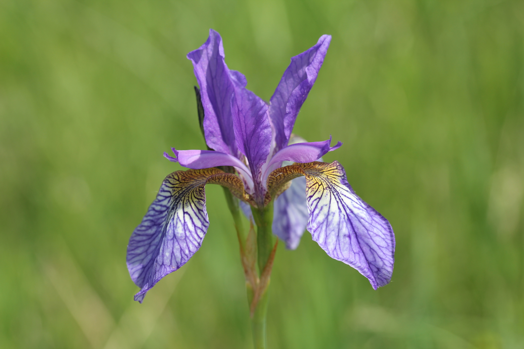 Iris sibirica