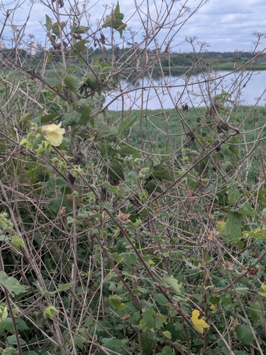 Hibiscus vitifolius, photograph 4