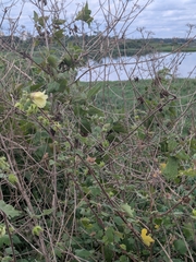 Hibiscus vitifolius, photograph (c) Shikha Sreenivas, some rights reserved (CC BY)