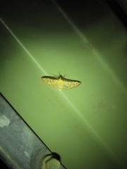 Cotachena hicana