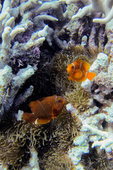 Amphiprion biaculeatus