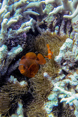 Amphiprion biaculeatus