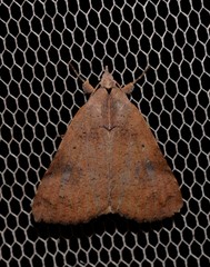 Avatha discolor