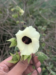 Hibiscus vitifolius, photograph (c) Shikha Sreenivas, some rights reserved (CC BY)